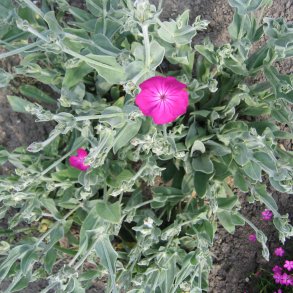 Fiksernellike, Haveklinte <br>Karminrd <br><i>Lychnis coronaria</i>