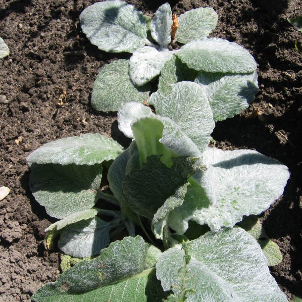 Salvie, Slv- <br>'Artemis'<br><i>Salvia Argentea </i>