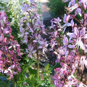 Diktam 'Fraxinella', Gasplante <br><i>Dictamnus Albus </i>