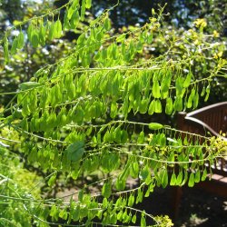 Vaid, <br>Farve- <br><i>Isatis tinctoria </i>