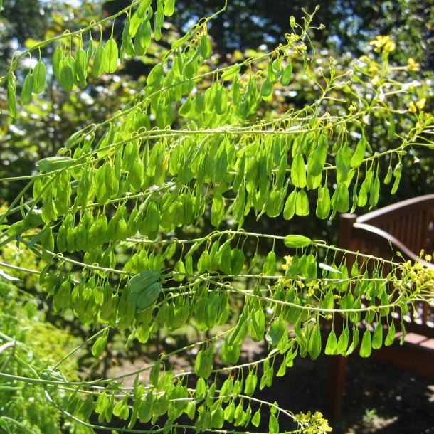 Vaid, <br>Farve- <br><i>Isatis tinctoria </i>