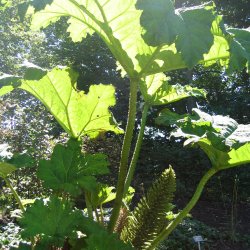 Mammutblad <br><i>Gunnera manicata </i><br><br>