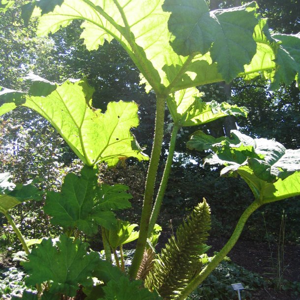 Mammutblad <br><i>Gunnera manicata </i><br><br>