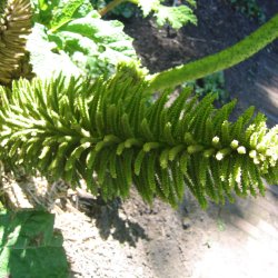 Mammutblad <br><i>Gunnera manicata </i><br><br>