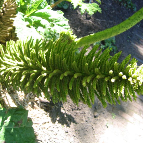 Mammutblad <br><i>Gunnera manicata </i><br><br>