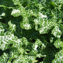 Marietidsel <br><i> Silybum marianum</i> <br><br>