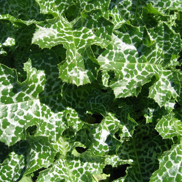 Marietidsel <br><i> Silybum marianum</i> <br><br>