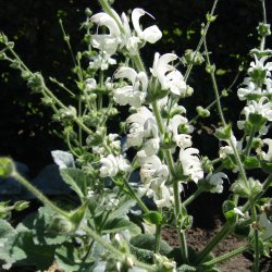 Salvie, Slv- <br>'Artemis'<br><i>Salvia Argentea </i>