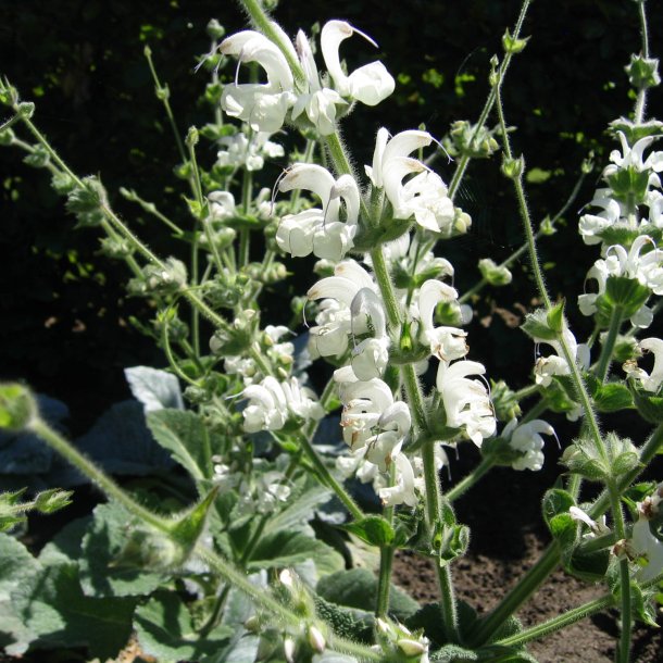 Salvie, Slv- <br>'Artemis'<br><i>Salvia Argentea </i>