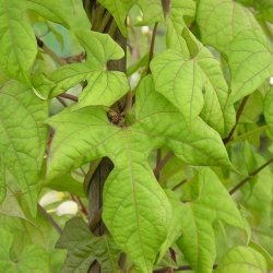 Spansk Flag <br>'Exotic Love'<br><i>Ipomoea lobata </i>