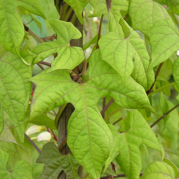 Spansk Flag <br>'Citronella'<br><i>Ipomoea lobata </i>