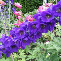 Ridderspore <br>'Black Knight'<br><i>Delphinium pacific</i>