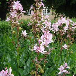 Diktam 'Fraxinella', Gasplante <br><i>Dictamnus Albus </i>