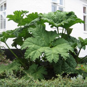 Mammutblad <br><i>Gunnera manicata </i><br><br>