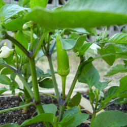 Chili <br>'Hungarian Hot Wax'<br><i>Capsicum annuum</i>