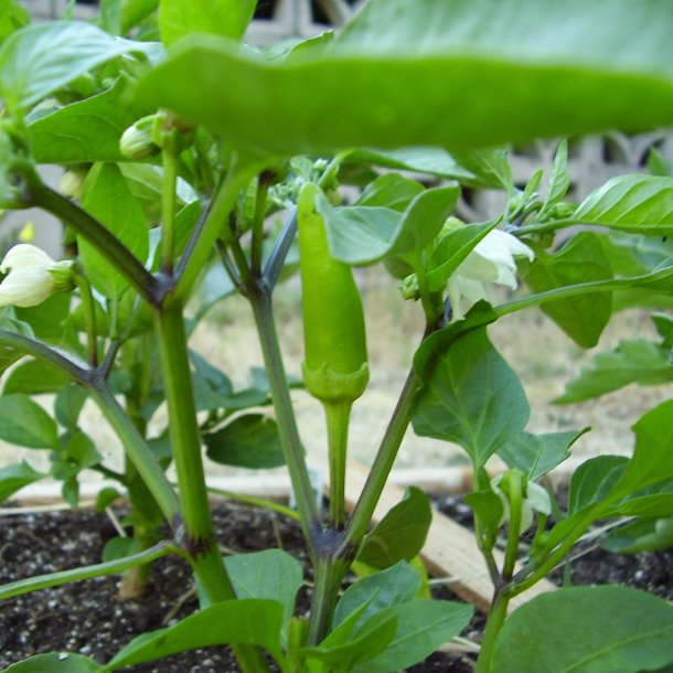 Chili <br>'Hungarian Hot Wax'<br><i>Capsicum annuum</i>