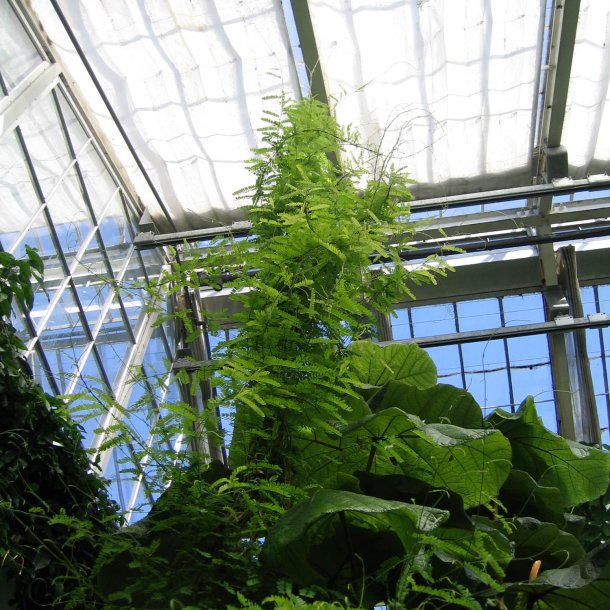 Paternoster-<br>bnne <br><i>Abrus precatorius</i>