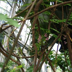 Paternoster-<br>bnne <br><i>Abrus precatorius</i>