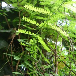 Paternoster-<br>bnne <br><i>Abrus precatorius</i>