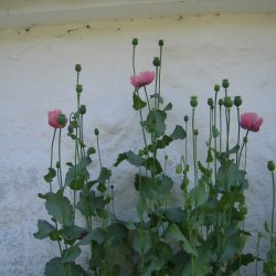 Valmue, Opiums-, <br>lyserd <br><i>Papaver somniferum </i>