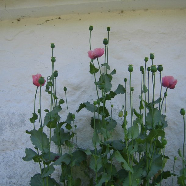 Valmue, Opiums-, <br>lyserd <br><i>Papaver somniferum </i>