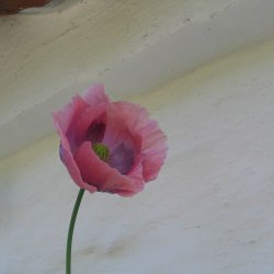 Valmue, Opiums-, <br>lyserd <br><i>Papaver somniferum </i>