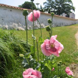 Valmue, Opiums-, <br>lyserd <br><i>Papaver somniferum </i>