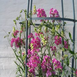 Lathyrus, Staude-, <br>'Pearl Mixed' <br><i>Lathyrus latifolius </i>