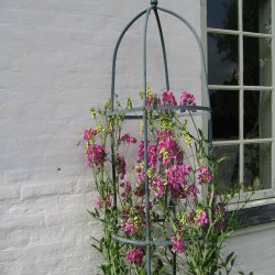 Lathyrus, Staude-, <br>'Pink' <br><i>Lathyrus latifolius </i>