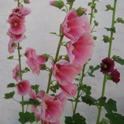 Stokrose <br>'Mix' <br><i>Alcea rosea </i><br>