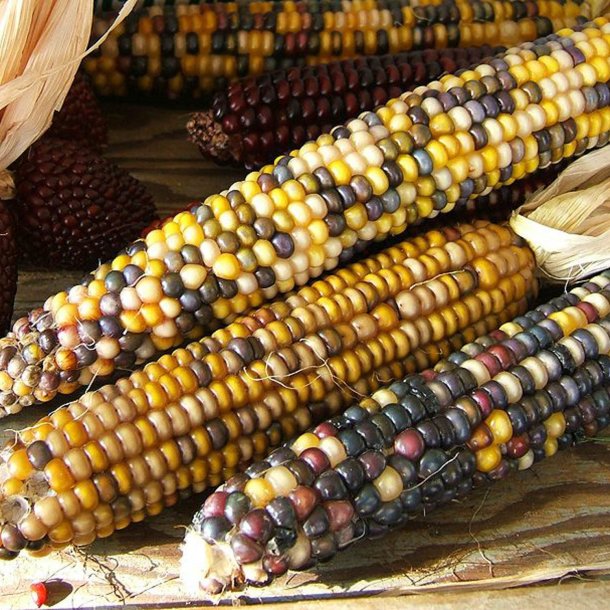 Majs, Indianer- <br>'Amero'<br><i>Zea mays</i>