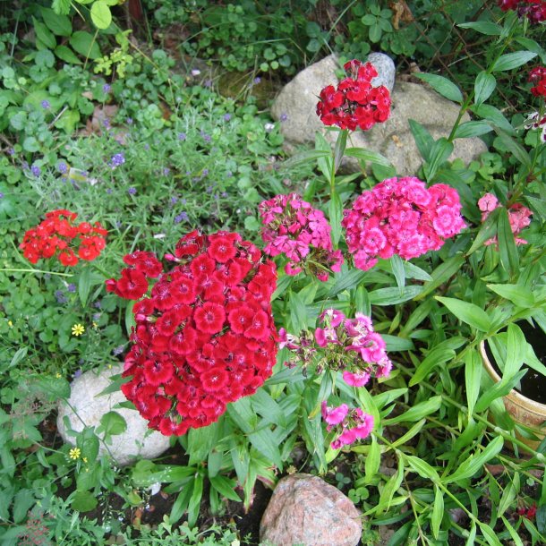 Nellike, Studenter- <br>'Mix' <br><i>Dianthus barbatus </i>