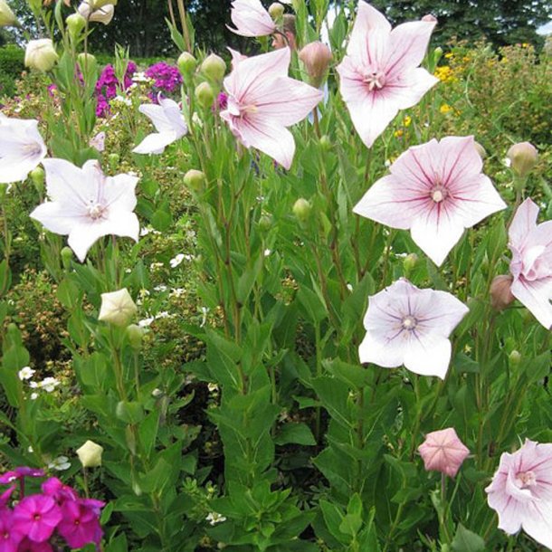 Ballonklokke <br>'Pink Shell' <br><i>Platycodon grandiflorus</i>