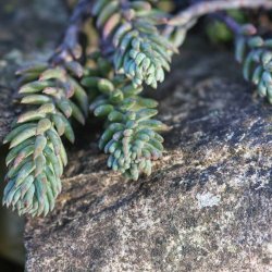 Tripmadam, <br>Bjerg-stenurt <br><i>Sedum rupestre syn. S. reflexum</i>