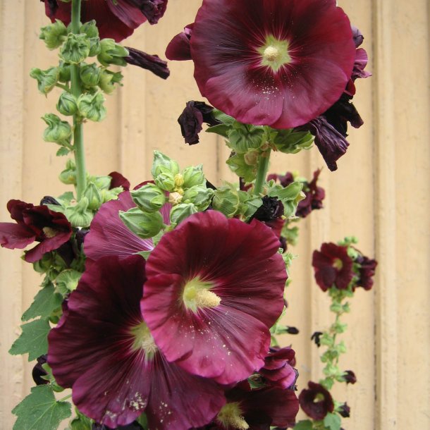 Stokrose <br>'Mix' <br><i>Alcea rosea </i><br>