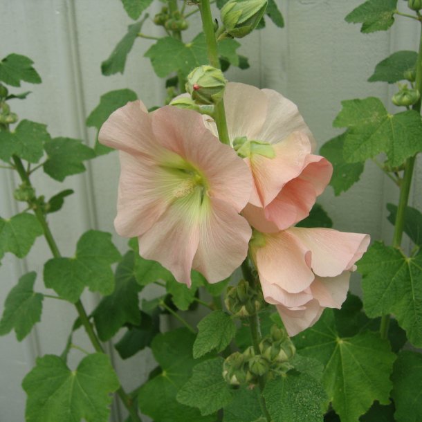 Stokrose <br>'Mix' <br><i>Alcea rosea </i><br>