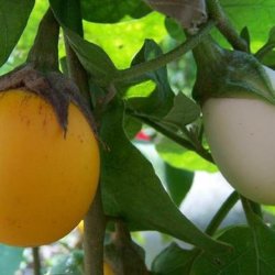 Aubergine <br>'Golden Eggs'<br><i>Solanum melongena</i>