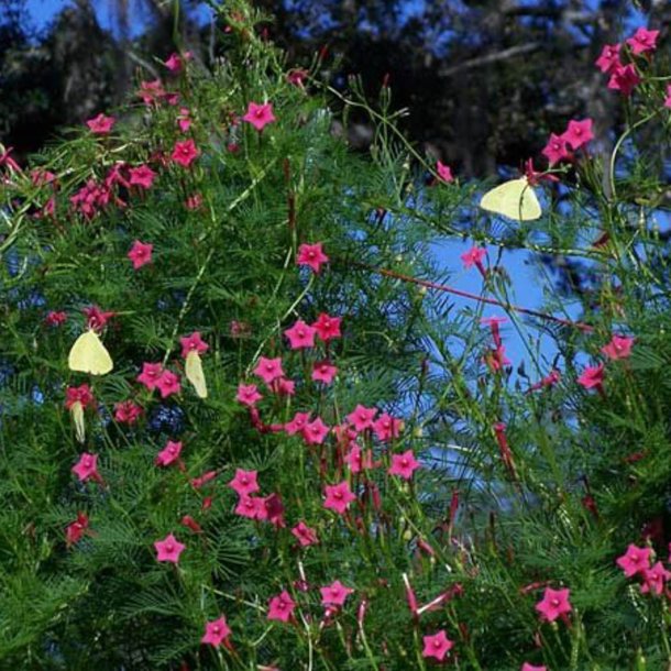 Snerle, Fjer- <br>'Feather Rose' <br><i>Ipomoea quamoclit</i>