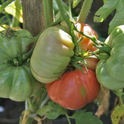 Tomat <br>'Giant Belgian Pink'<br><i>Lycopersicon esculentum</i>