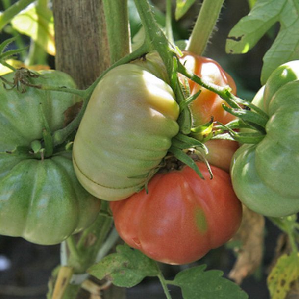 Tomat <br>'Giant Belgian Pink'<br><i>Lycopersicon esculentum</i>