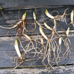 Ramslg <br><i>Allium ursinum </i><br><br>