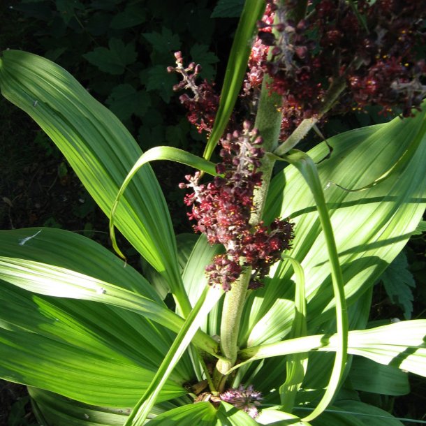 Foldblad <br>'Nigrum' <br><i>Veratrum nigrum </i>