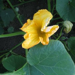 Grskar, Hokkaido- <br>'Uchiki kuri' <br><i>Cucurbita maxima</i>