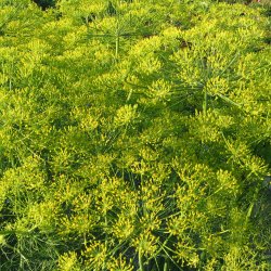 Dild <br>'Superdukat'<br><i>Anethum graveolens </i>