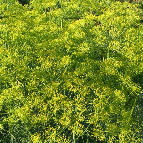 Dild <br>'Superdukat'<br><i>Anethum graveolens </i>