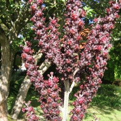 Foldblad <br>'Nigrum' <br><i>Veratrum nigrum </i>