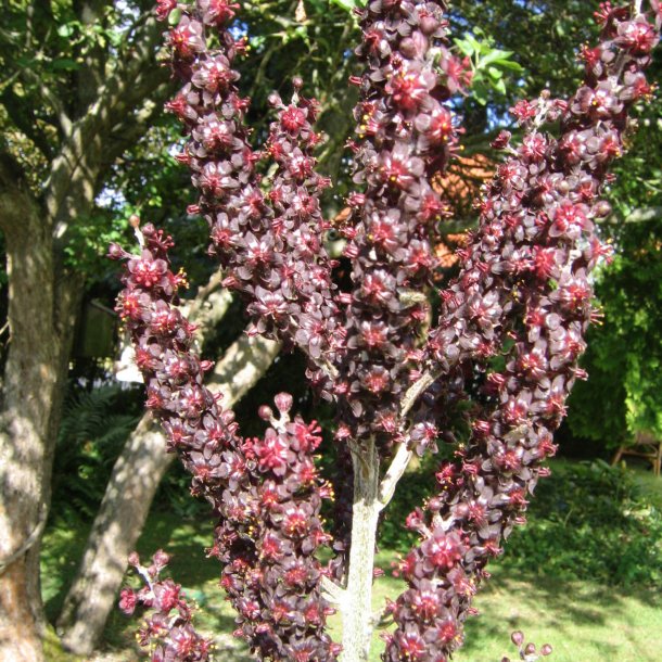 Foldblad <br>'Nigrum' <br><i>Veratrum nigrum </i>