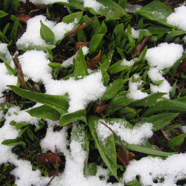 Ramslg <br><i>Allium ursinum </i><br><br>