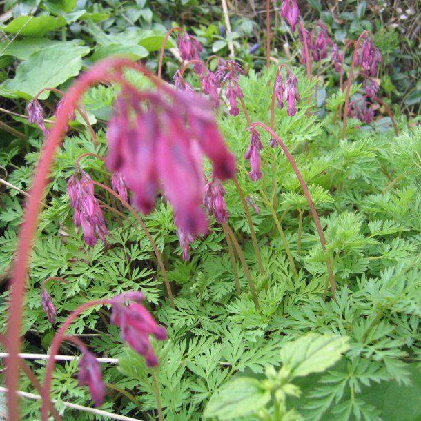 Smhjerte <br><i>Dicentra eximia</i><br><br>