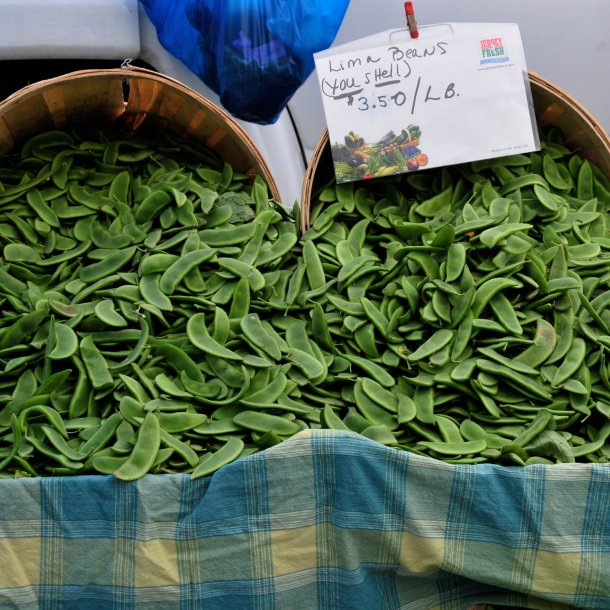 Limabnne, Butterbean<br>'King of Garden' <br><i>Phaseolus lunatus</i>